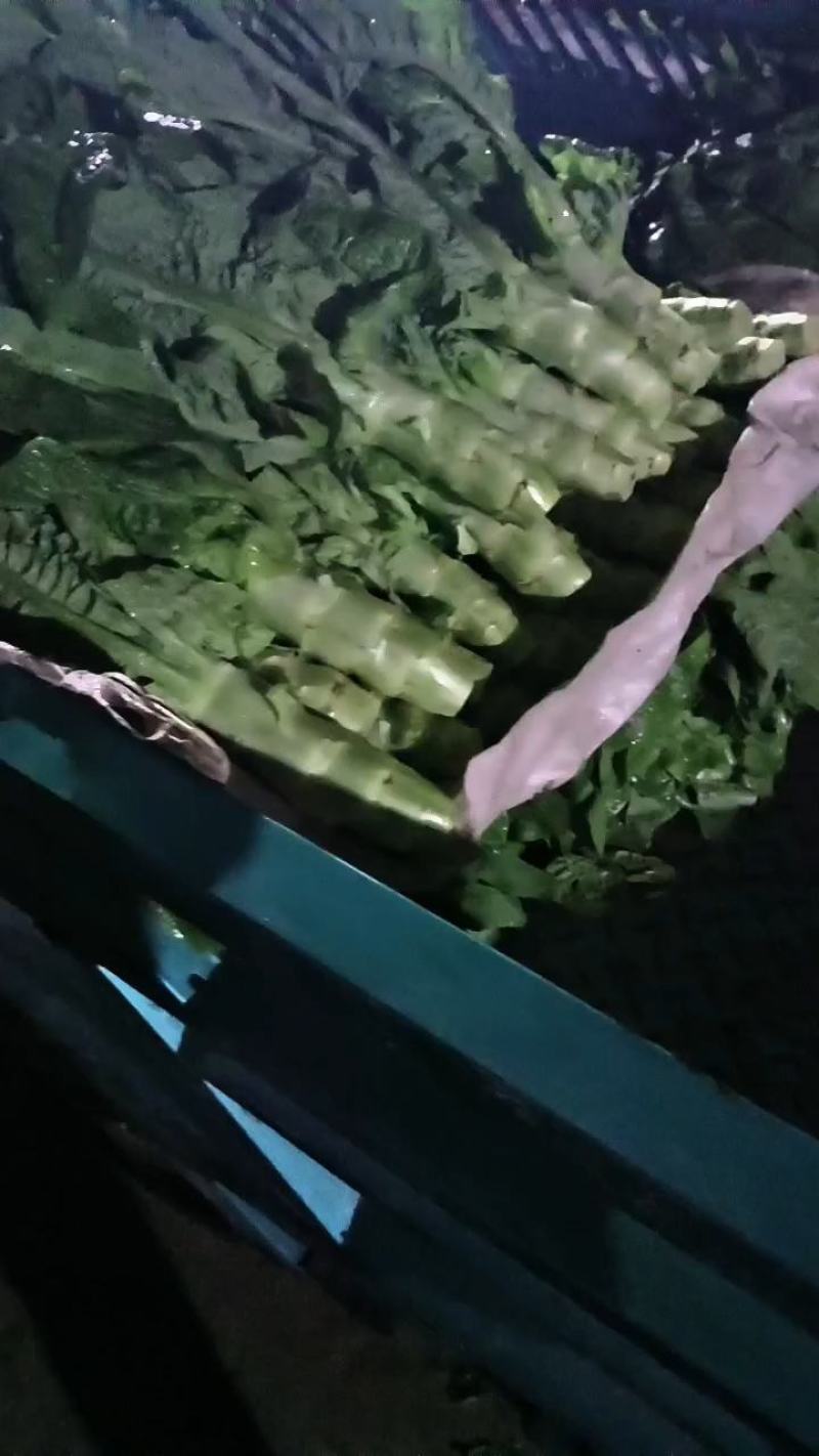 莴笋一手货源基地直供量大从优可视频看货