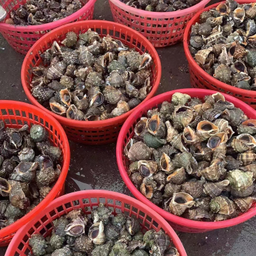 新鲜地笼海螺鲜活发货