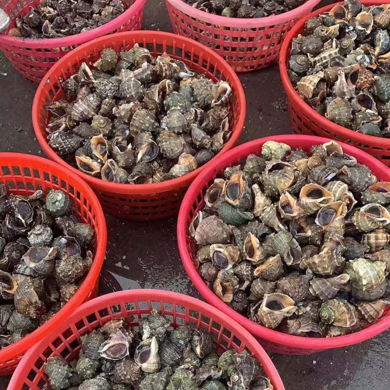 新鲜地笼海螺鲜活发货