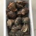 新鲜地笼海螺鲜活发货