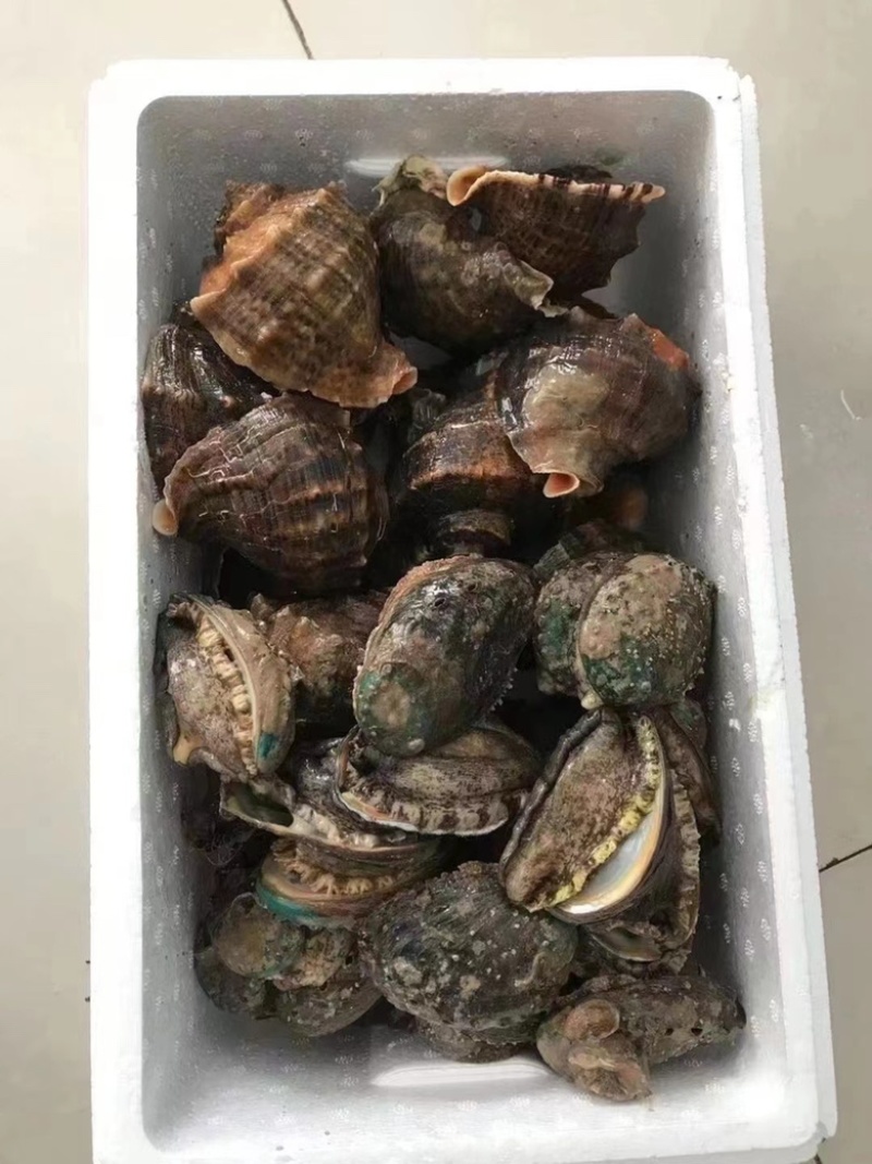 新鲜地笼海螺鲜活发货