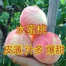 【新品种】桃树苗特大果离核水蜜桃南北方种植包成活包品