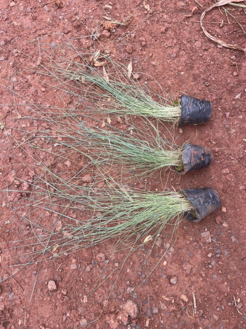 粉黛乱子草
