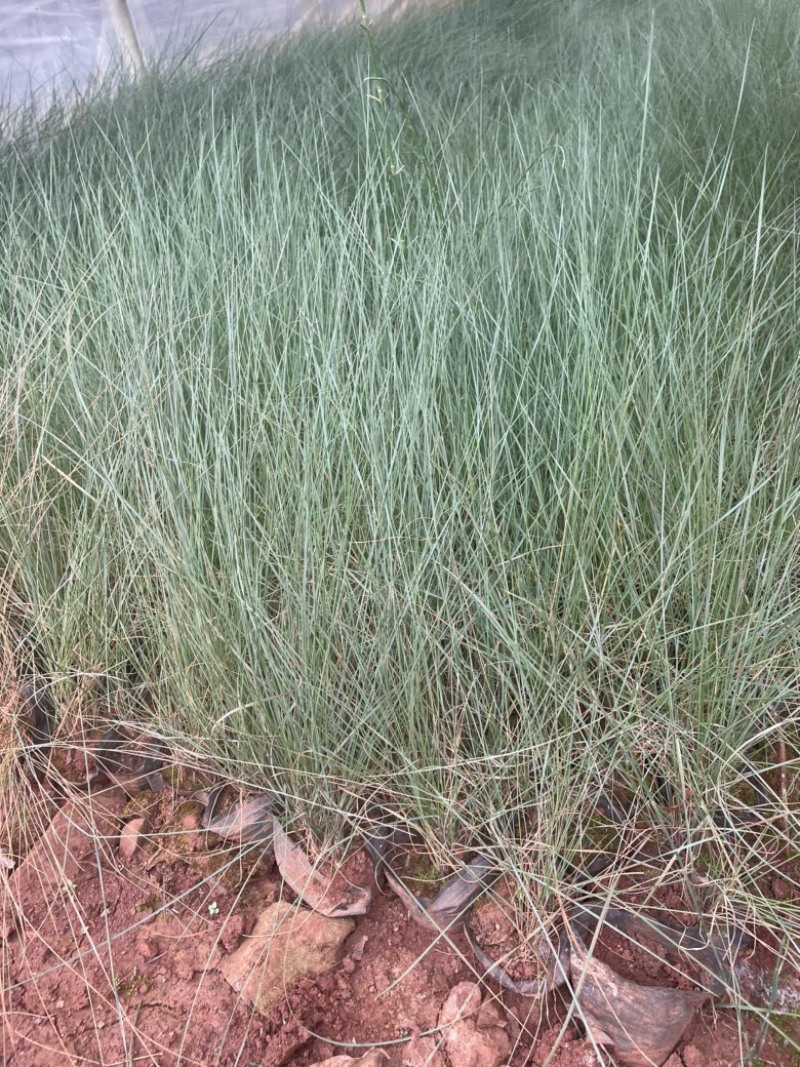 粉黛乱子草