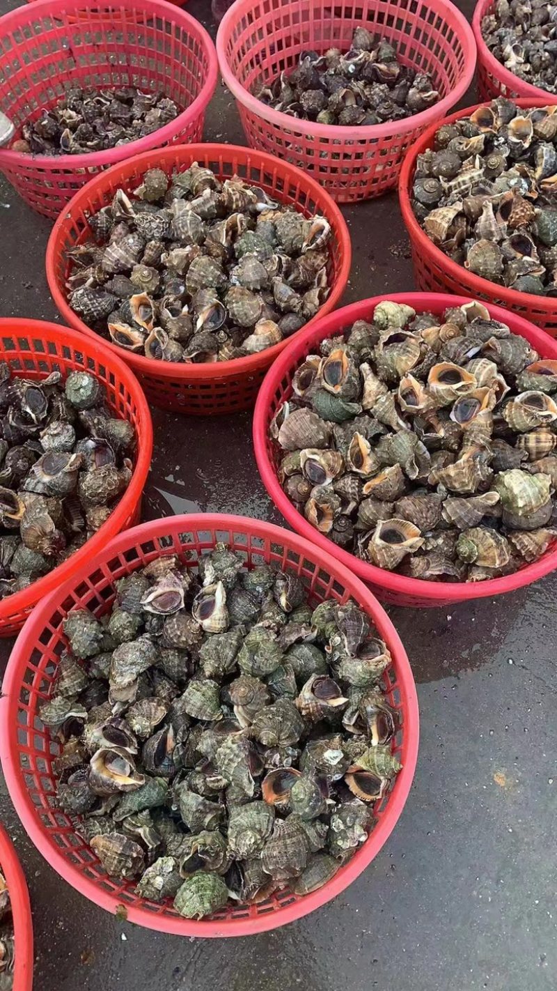 新鲜地笼海螺鲜活发货