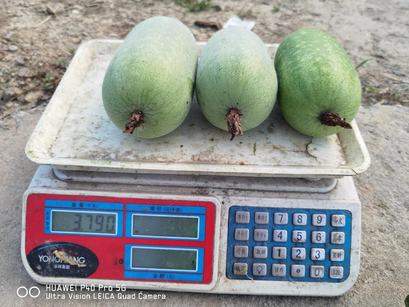 早熟瓜多重约1.2～1.5公斤小贝冬瓜种子口感粉甜