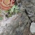 大山鸡血藤，大血藤