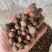 广西高山老茶籽小茶山茶籽油现摘新鲜山茶果