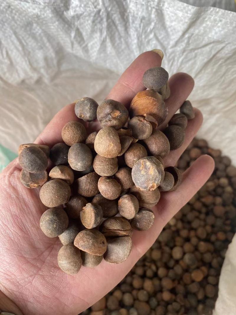 广西高山老茶籽小茶山茶籽油现摘新鲜山茶果