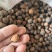 广西高山老茶籽小茶山茶籽油现摘新鲜山茶果