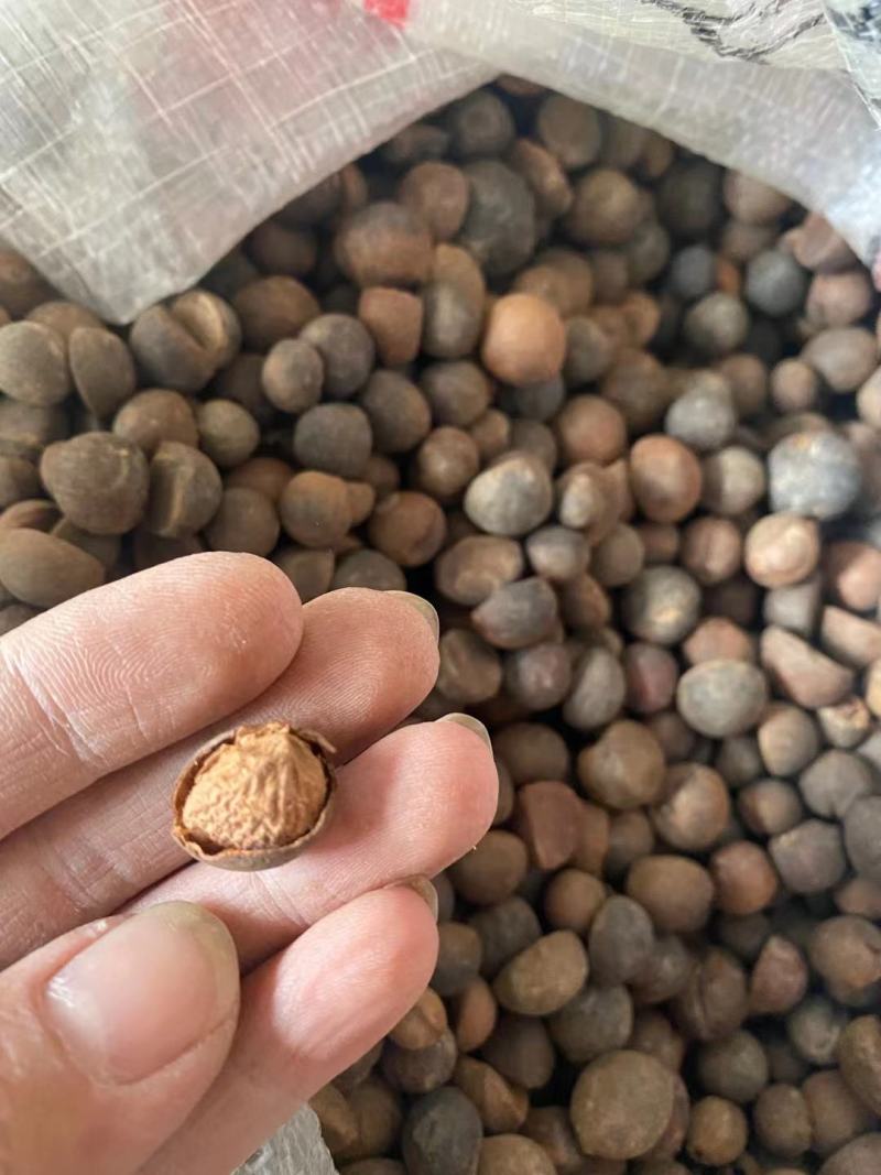 广西高山老茶籽小茶山茶籽油现摘新鲜山茶果