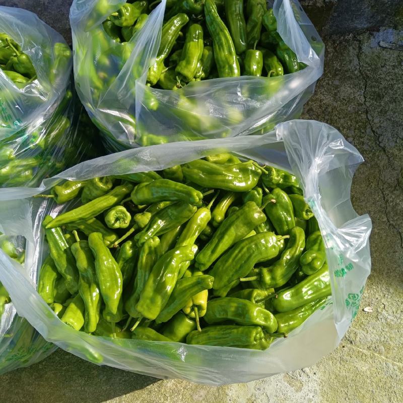 芜湖椒，甘蓝