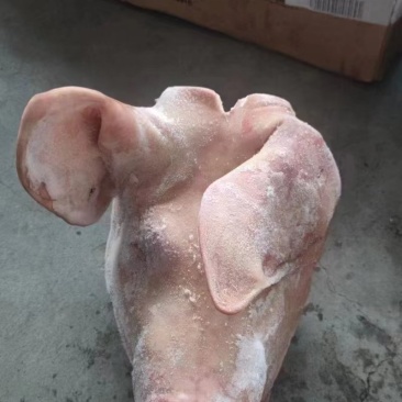 2093猪头