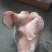 2093猪头