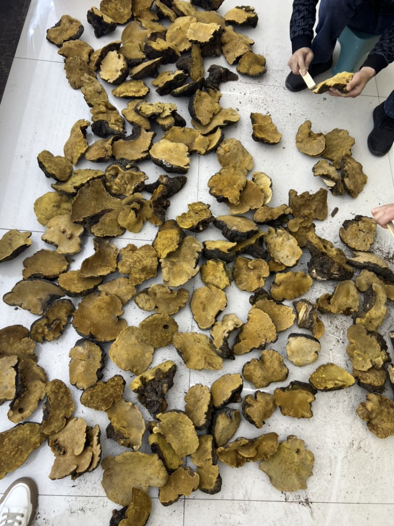【牛商】西藏岩桑黄大量批发各等级大量现货量大详谈