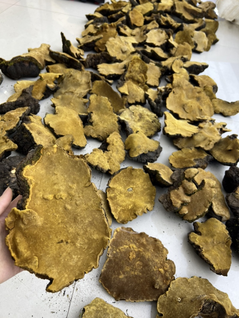 【牛商】西藏岩桑黄大量批发各等级大量现货量大详谈