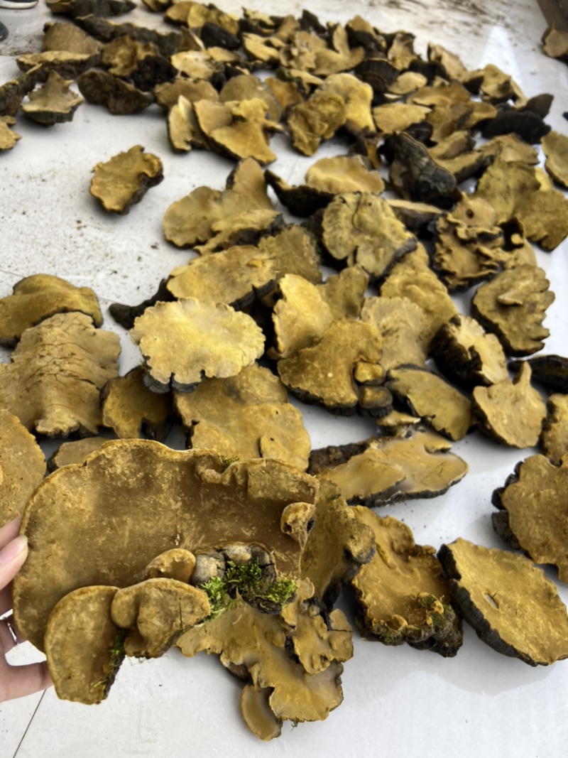 【牛商】西藏岩桑黄大量批发各等级大量现货量大详谈