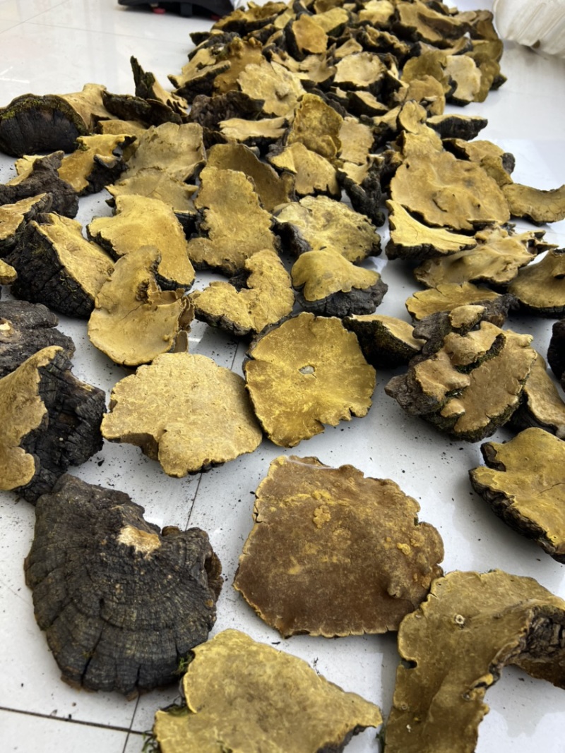 【牛商】西藏岩桑黄大量批发各等级大量现货量大详谈