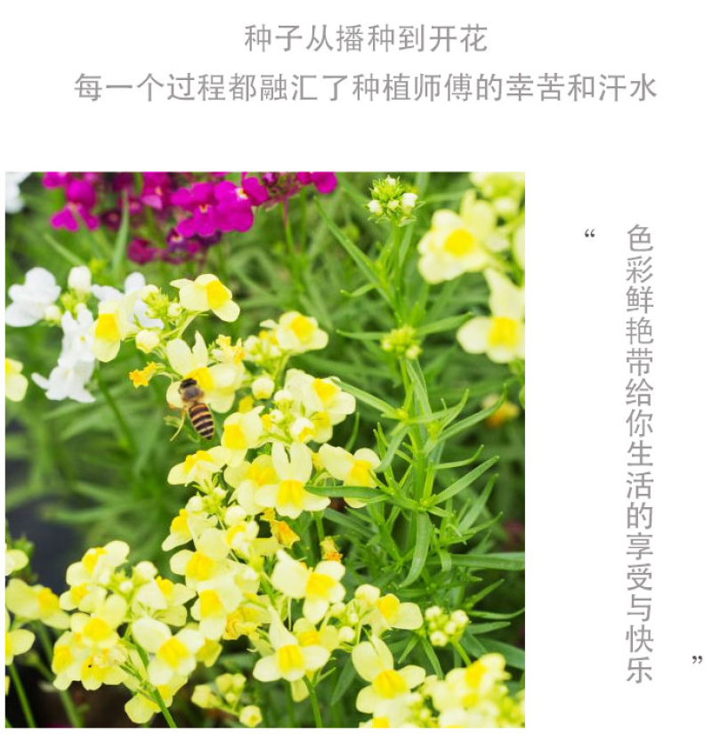 柳穿鱼种子耐寒多年生宿根花卉四季易种庭院种植景观绿化混色