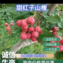 南流泉甜红子山楂，香甜可口，老少皆宜，价格美丽，欢迎咨询