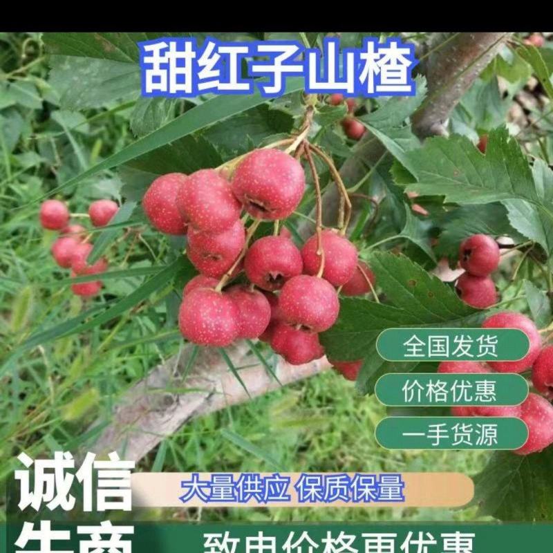 南流泉甜红子山楂，香甜可口，老少皆宜，价格美丽，欢迎咨询