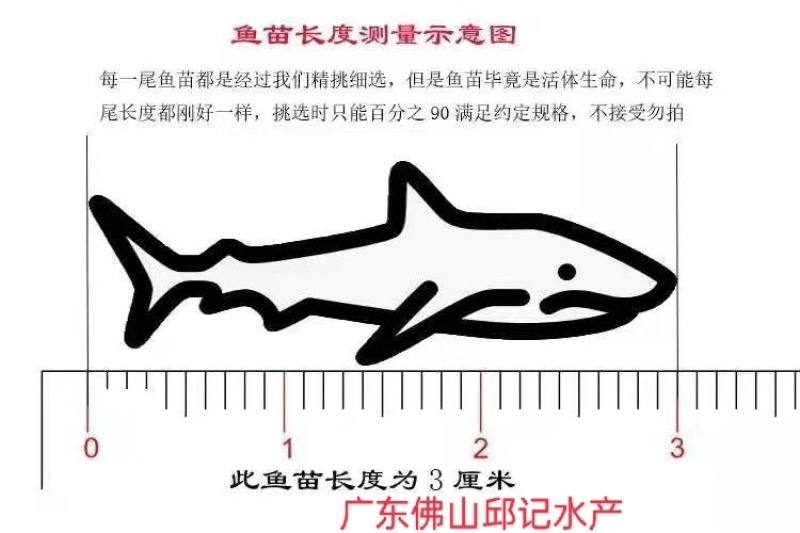 塘角鱼苗，土塘鲺，胡子鲶鱼养殖周期短回效快可以高密度养殖