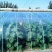 推荐大棚膜5+1精品po膜全新进口料可连续用5年防流滴