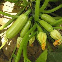 夏霸西葫芦占瓜种子耐寒中早熟阳台菜园四季种植蔬菜高产占瓜