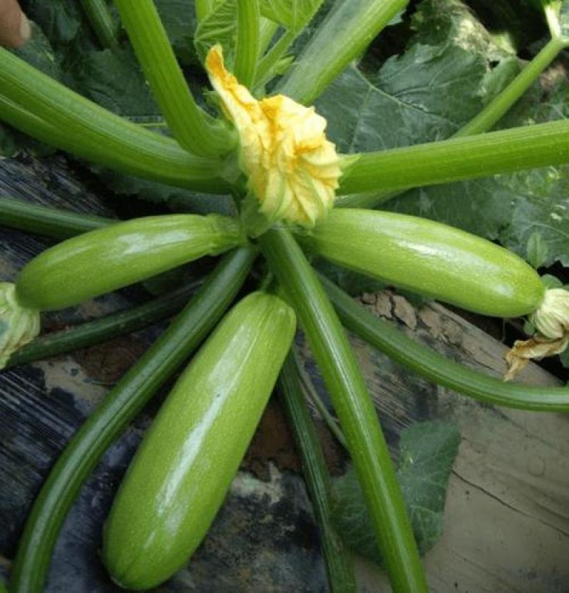 夏霸西葫芦占瓜种子耐寒中早熟阳台菜园四季种植蔬菜高产占瓜