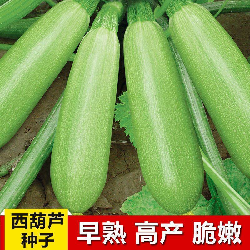 夏霸西葫芦占瓜种子耐寒中早熟阳台菜园四季种植蔬菜高产占瓜