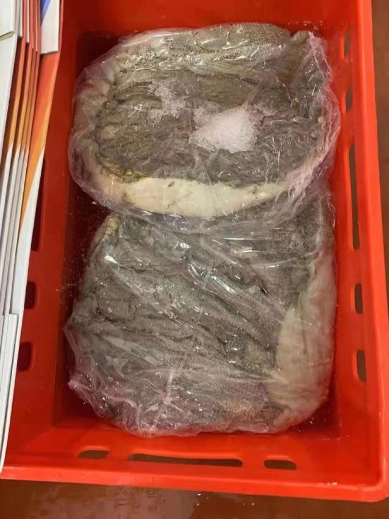 鲜百叶可做圆刀长刀每天有个1000斤左右