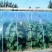 推荐大棚膜PO膜高透光高保温抗风抗拽不起雾不滴水可用5年
