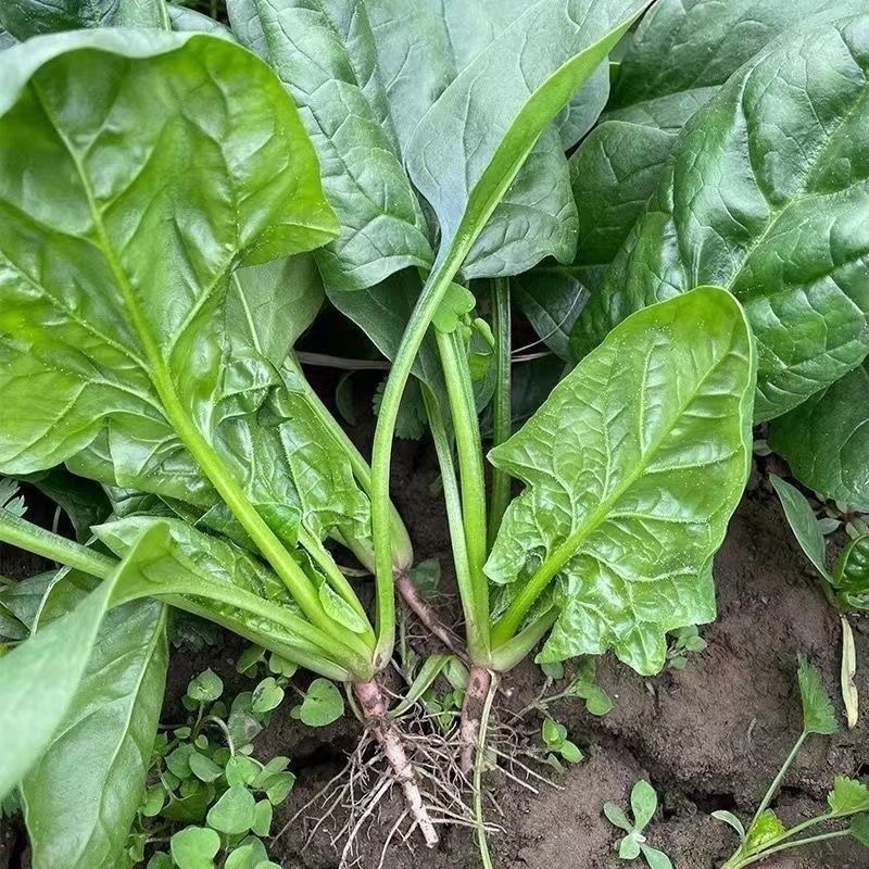 【推荐】安阳精品大叶菠菜大量供应产地一手货源欢迎咨询