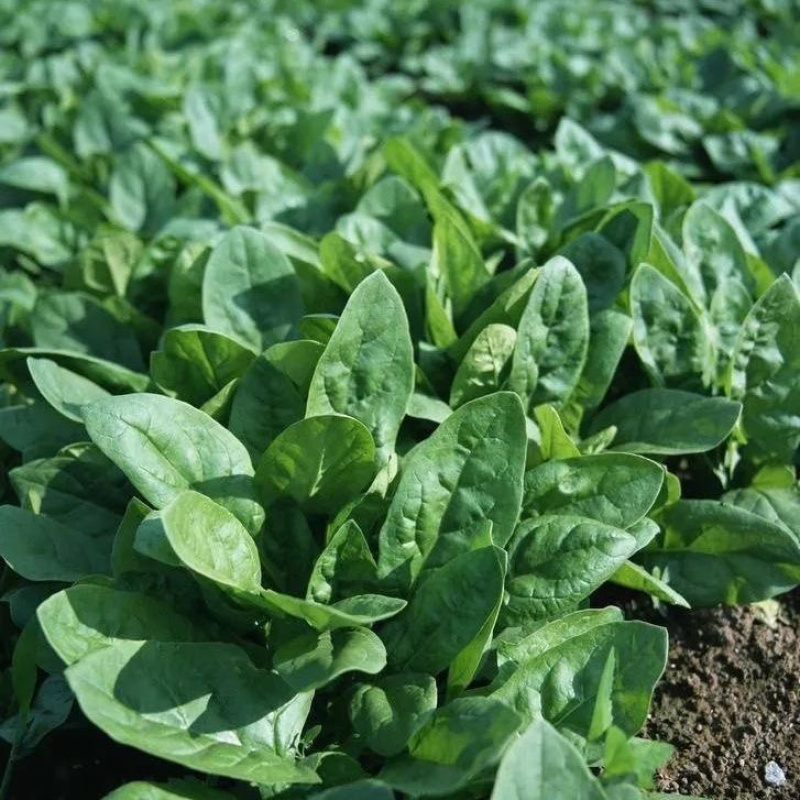 【推荐】安阳精品大叶菠菜大量供应产地一手货源欢迎咨询