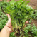 【香菜】河南滑县大叶香菜大量上市现拔现发新鲜脆嫩欢迎采购