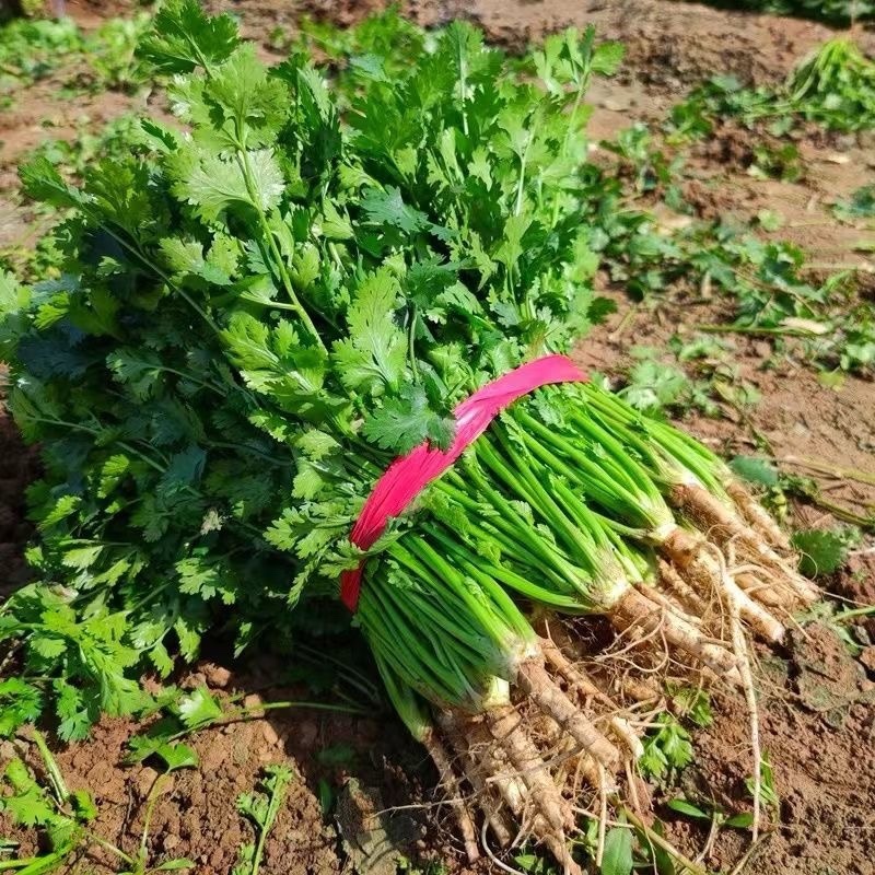【香菜】河南滑县大叶香菜大量上市现拔现发新鲜脆嫩欢迎采购
