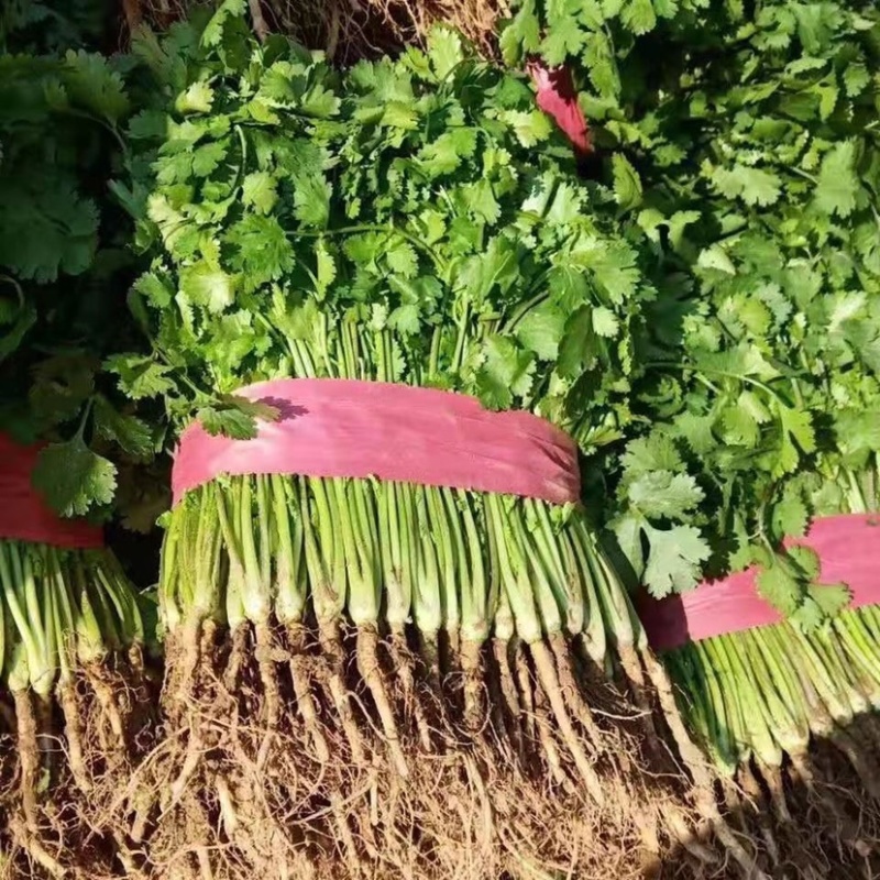 【香菜】河南滑县大叶香菜大量上市现拔现发新鲜脆嫩欢迎采购
