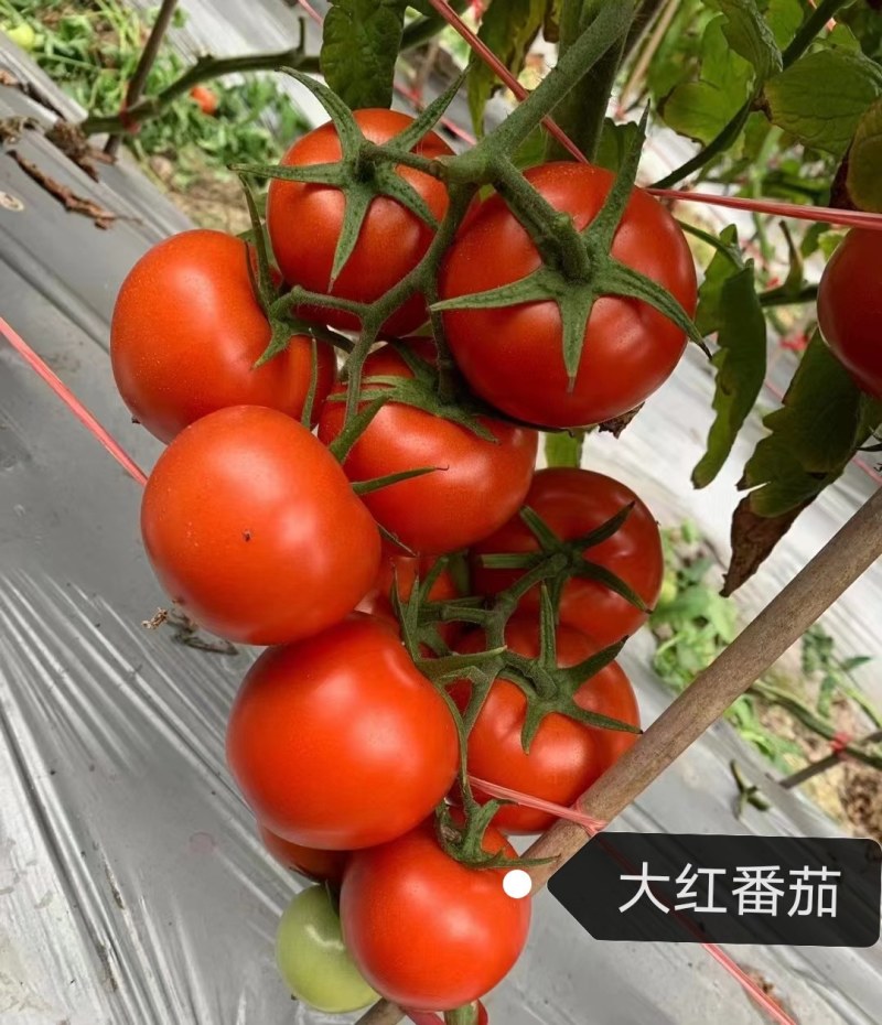 西红柿苗大粉西红柿苗大红番茄苗口感硬粉西红柿苗