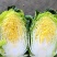 黄心大白菜