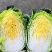黄心大白菜