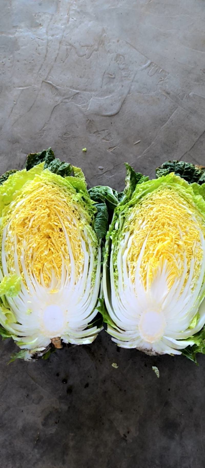 黄心大白菜