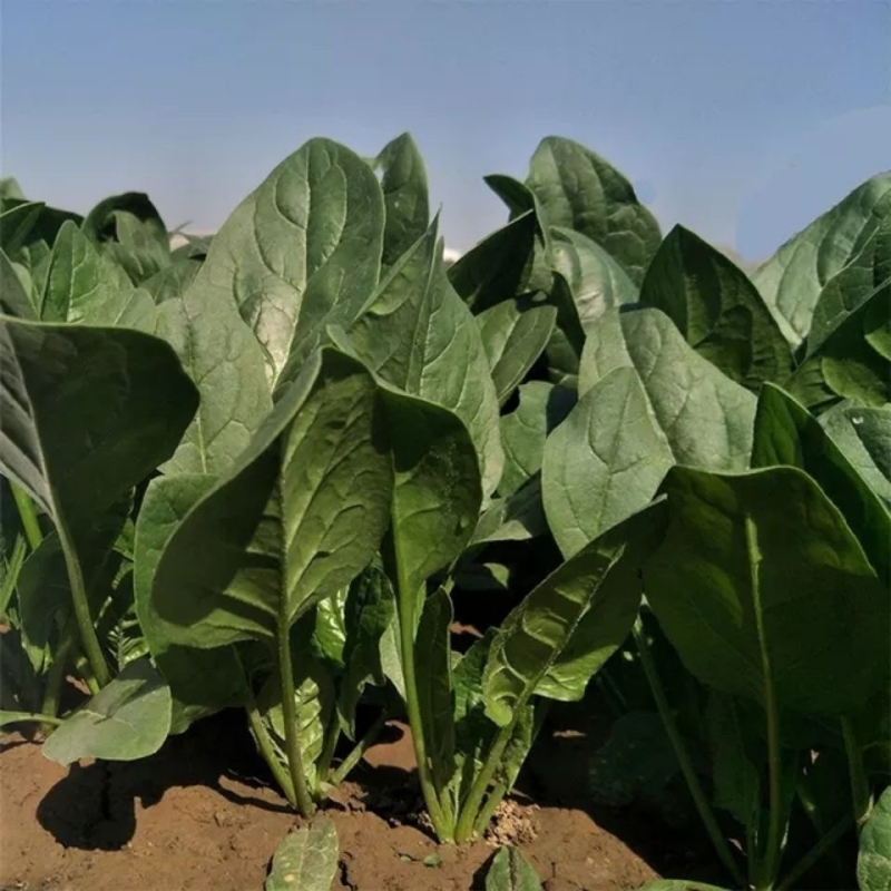 【推荐】安阳精品大叶菠菜大量供应产地一手货源欢迎咨询