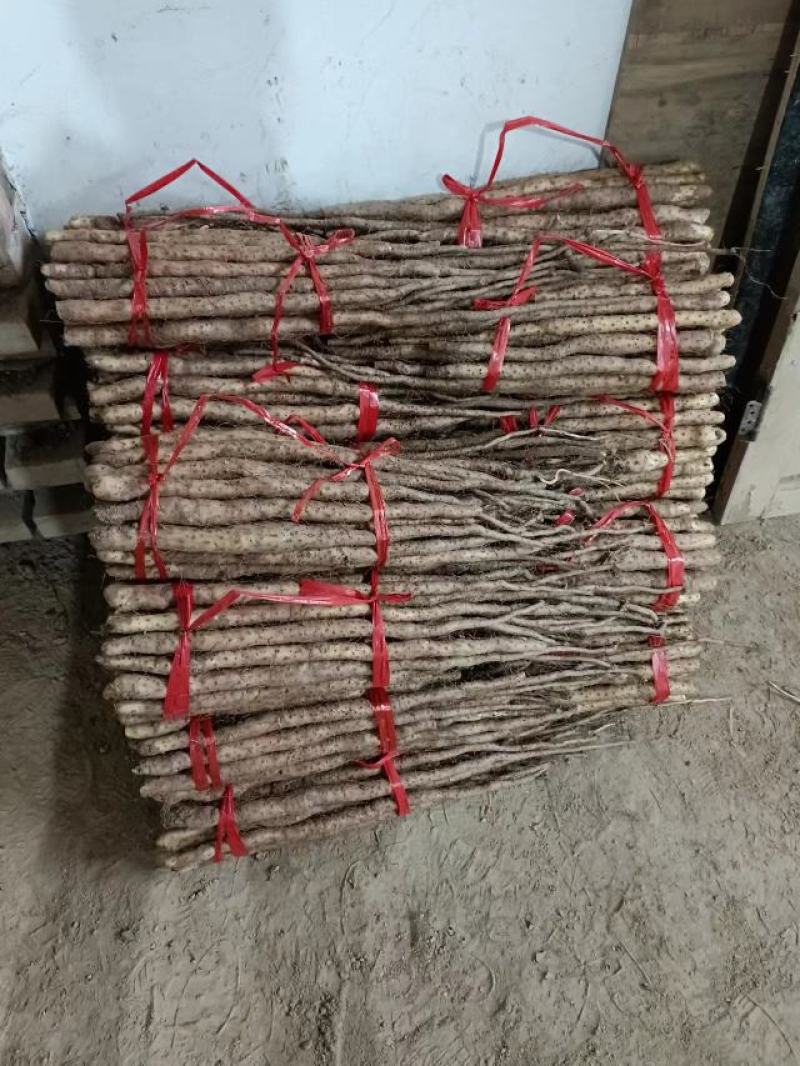 （热销）正宗温县垆土铁棍山药产区直供货源充足量大从优视频
