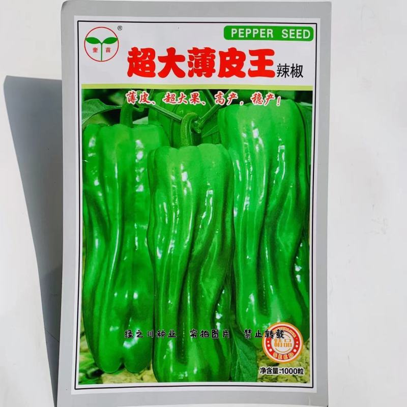 超大薄皮王辣椒种子高产稳产早熟皮薄微辣大果型薄皮椒种子