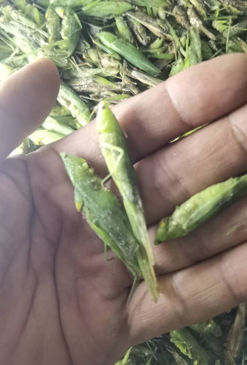 禾虾，油蚂蚱，新货，颜色碧绿。单冻