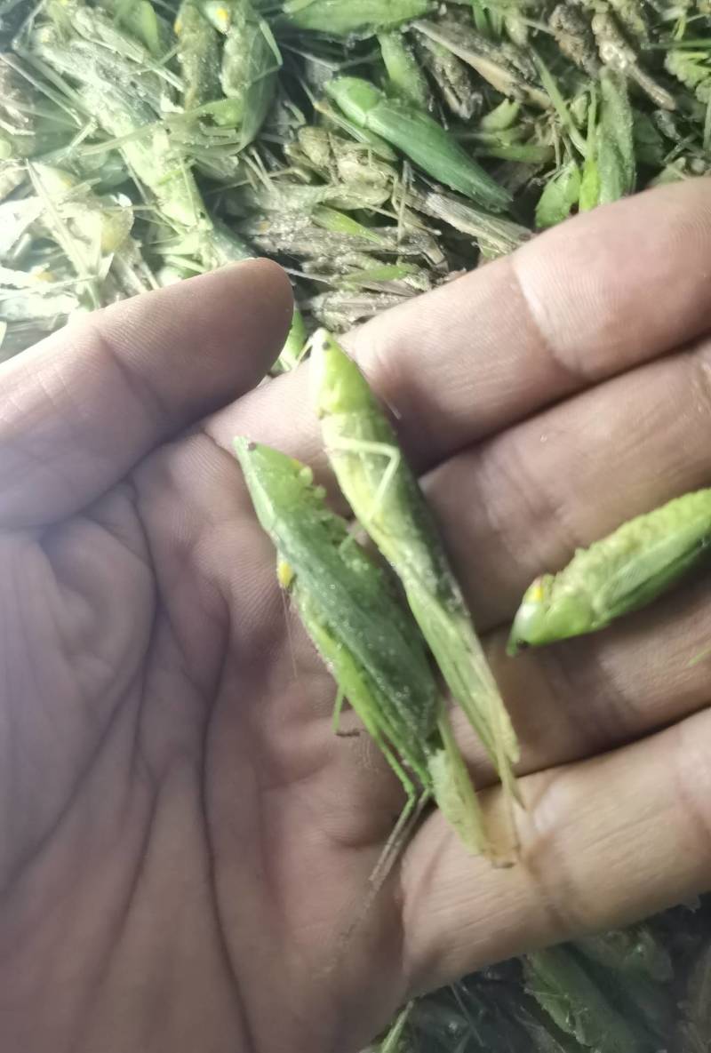 禾虾，油蚂蚱，新货，颜色碧绿。单冻