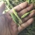 禾虾，油蚂蚱，新货，颜色碧绿。单冻