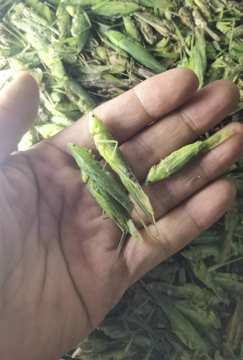 禾虾，油蚂蚱，新货，颜色碧绿。单冻
