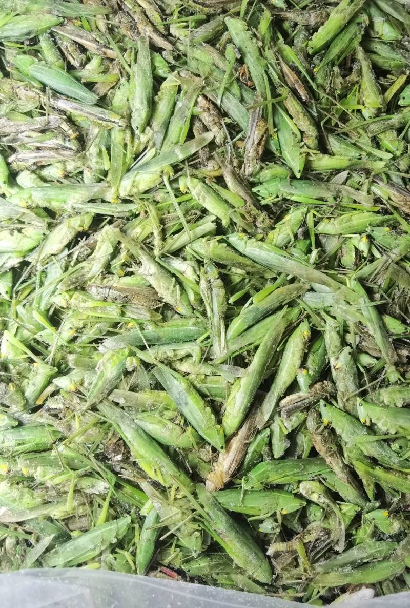 禾虾，油蚂蚱，新货，颜色碧绿。单冻
