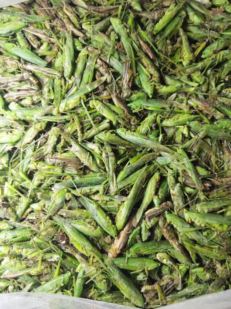 禾虾，油蚂蚱，新货，颜色碧绿。单冻